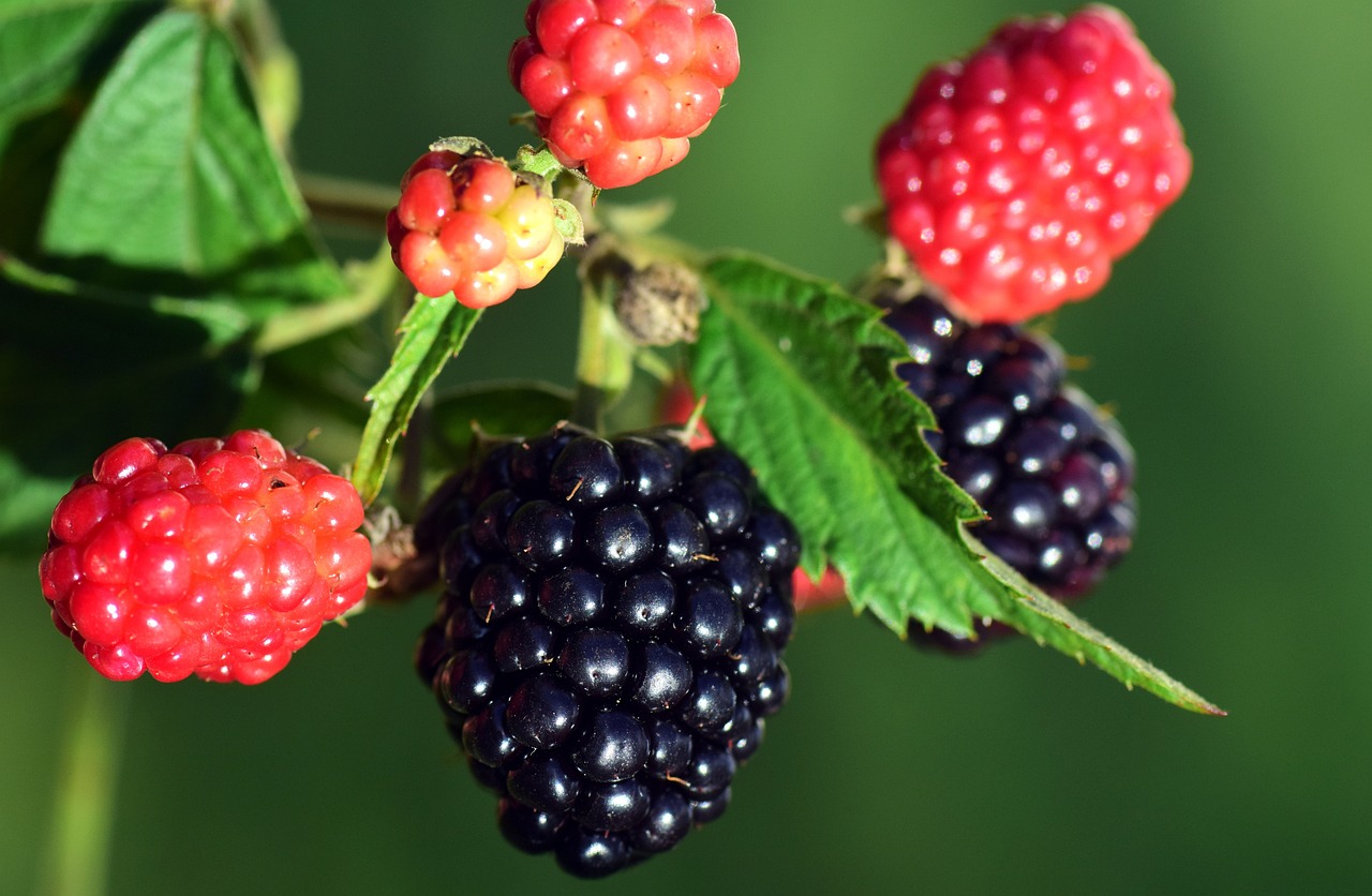 blackberries, black, ripe-2783451.jpg